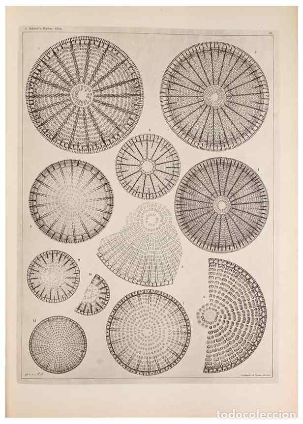 Collection Magazines and Newspapers: Reproducci&oacute;n/Reproduction 49389664206: Atlas der Diatomaceen-Kunde /. Leipzig :O.R. Reisland,[1874-1