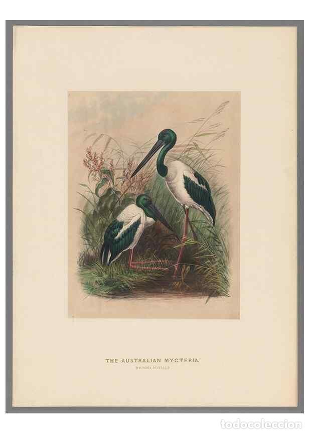 Collection Magazines and Newspapers: Reproducci&oacute;n/Reproduction 49418611423: Zoological sketches /. London :Henry Graves,1861-1867.. - Wol