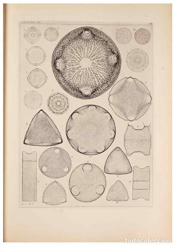Collection Magazines and Newspapers: Reproducci&oacute;n/Reproduction 49389195973: Atlas der Diatomaceen-Kunde /. Leipzig :O.R. Reisland,[1874-1