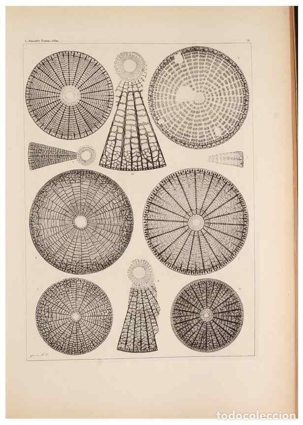 Collection Magazines and Newspapers: Reproducci&oacute;n/Reproduction 49389665716: Atlas der Diatomaceen-Kunde /. Leipzig :O.R. Reisland,[1874-1