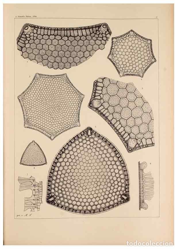 Collection Magazines and Newspapers: Reproducci&oacute;n/Reproduction 49389197458: Atlas der Diatomaceen-Kunde /. Leipzig :O.R. Reisland,[1874-1