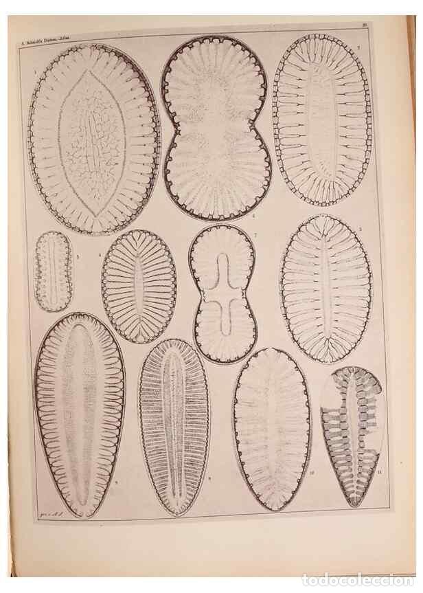 Collection Magazines and Newspapers: Reproducci&oacute;n/Reproduction 49389878461: Atlas der Diatomaceen-Kunde /. Leipzig :O.R. Reisland,[1874-1