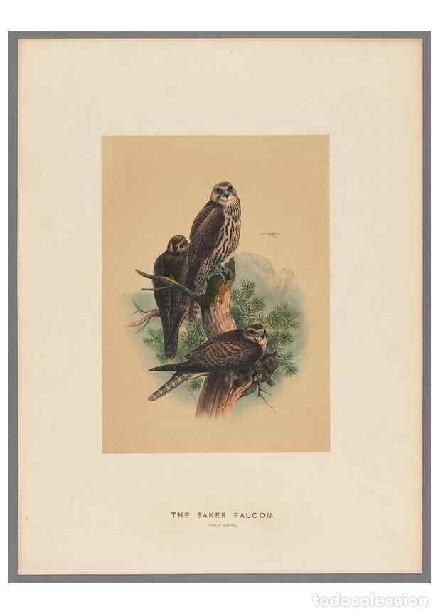 Collection Magazines and Newspapers: Reproducci&oacute;n/Reproduction 49419077616: Zoological sketches /. London :Henry Graves,1861-1867.. - Wol