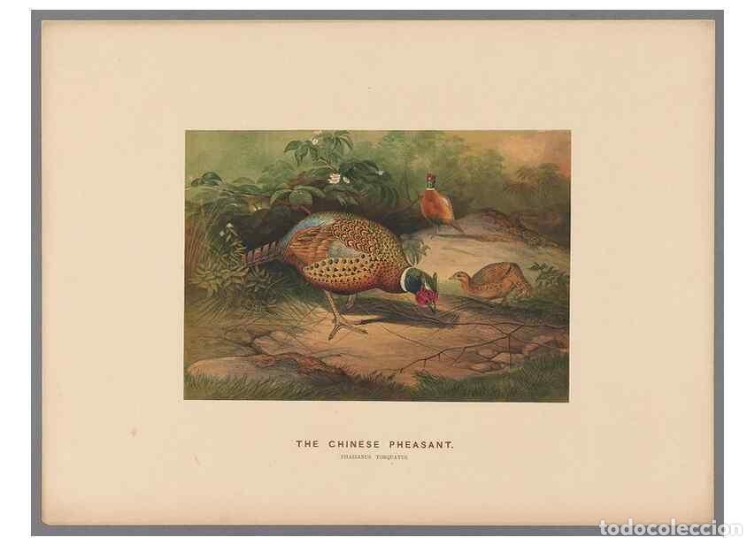 Collection Magazines and Newspapers: Reproducci&oacute;n/Reproduction 49418609063: Zoological sketches /. London :Henry Graves,1861-1867.. - Wol