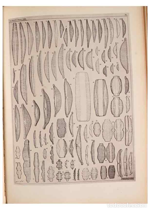 Collection Magazines and Newspapers: Reproducci&oacute;n/Reproduction 49389880826: Atlas der Diatomaceen-Kunde /. Leipzig :O.R. Reisland,[1874-1