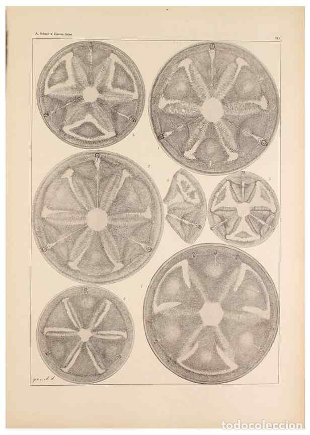 Collection Magazines and Newspapers: Reproducci&oacute;n/Reproduction 49389670926: Atlas der Diatomaceen-Kunde /. Leipzig :O.R. Reisland,[1874-1
