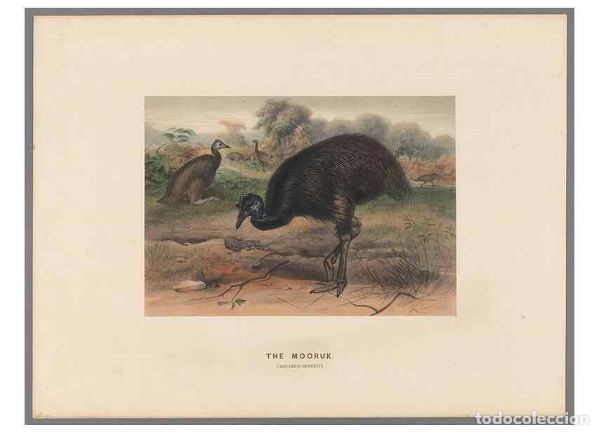 Collection Magazines and Newspapers: Reproducci&oacute;n/Reproduction 49419299117: Zoological sketches /. London :Henry Graves,1861-1867.. - Wol