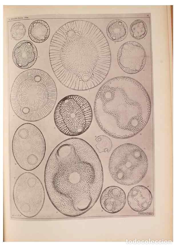 Collection Magazines and Newspapers: Reproducci&oacute;n/Reproduction 49389408833: Atlas der Diatomaceen-Kunde /. Leipzig :O.R. Reisland,[1874-1