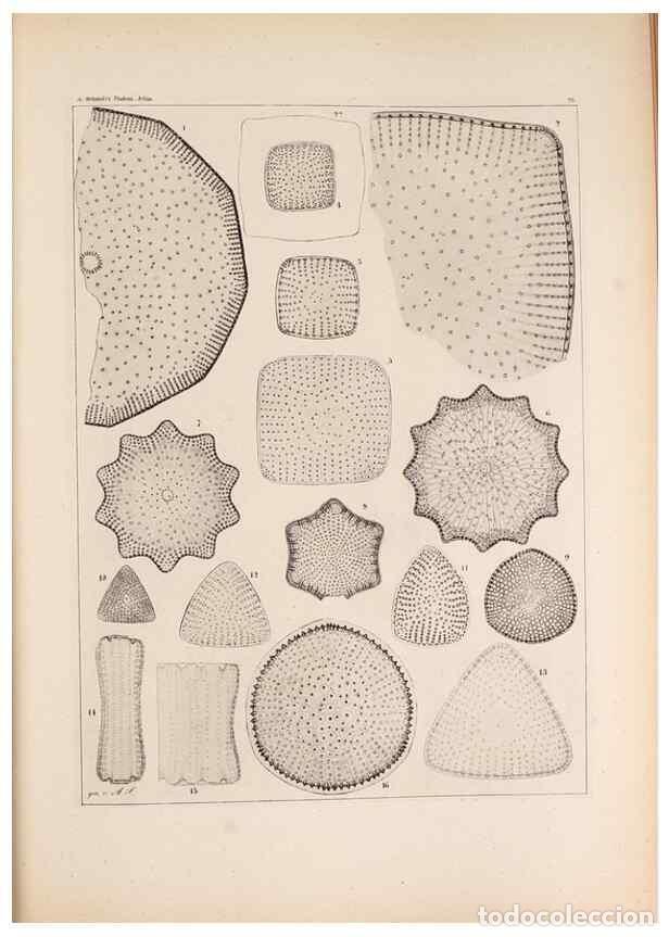 Collection Magazines and Newspapers: Reproducci&oacute;n/Reproduction 49389666326: Atlas der Diatomaceen-Kunde /. Leipzig :O.R. Reisland,[1874-1