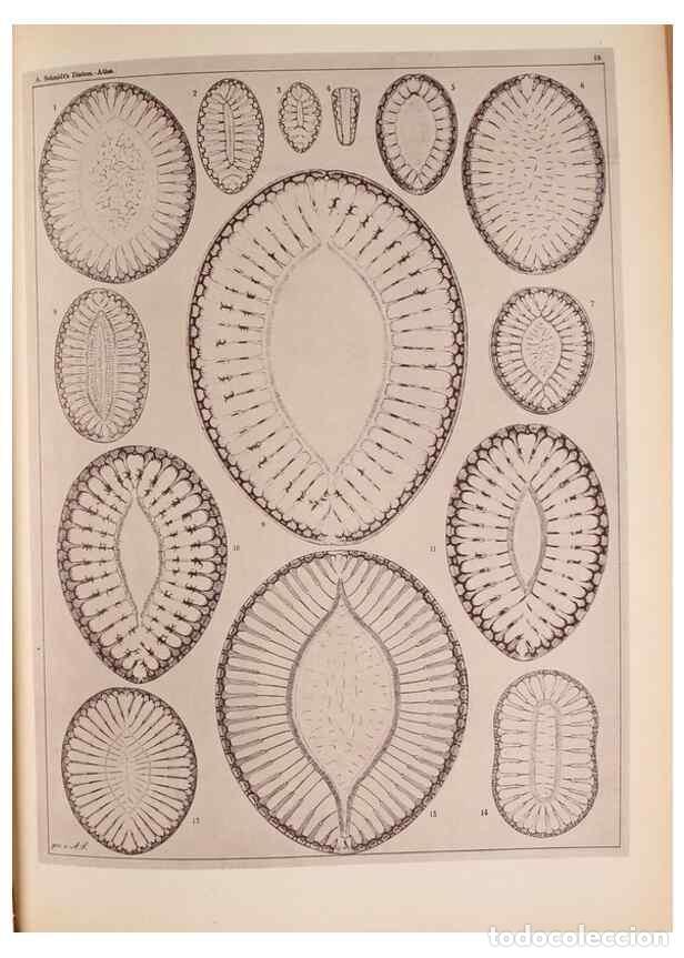 Collection Magazines and Newspapers: Reproducci&oacute;n/Reproduction 49390074462: Atlas der Diatomaceen-Kunde /. Leipzig :O.R. Reisland,[1874-1