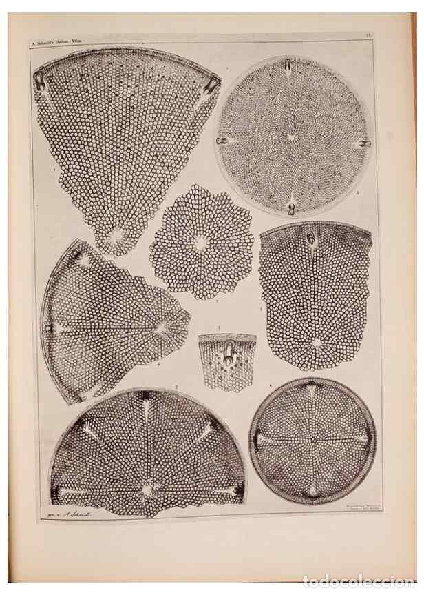 Collectionnisme de Revues et Journaux: Reproducci&oacute;n/Reproduction 49389885326: Atlas der Diatomaceen-Kunde /. Leipzig :O.R. Reisland,[1874-1