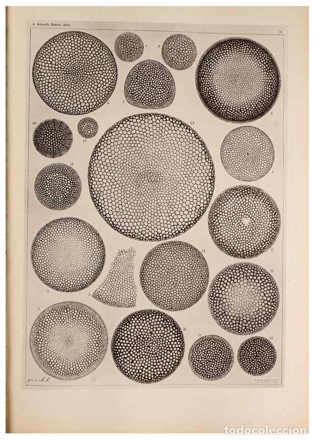 Collectionnisme de Revues et Journaux: Reproducci&oacute;n/Reproduction 49389189863: Atlas der Diatomaceen-Kunde /. Leipzig :O.R. Reisland,[1874-1