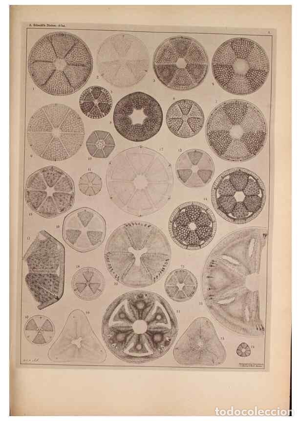 Collectionnisme de Revues et Journaux: Reproducci&oacute;n/Reproduction 49389397983: Atlas der Diatomaceen-Kunde /. Leipzig :O.R. Reisland,[1874-1