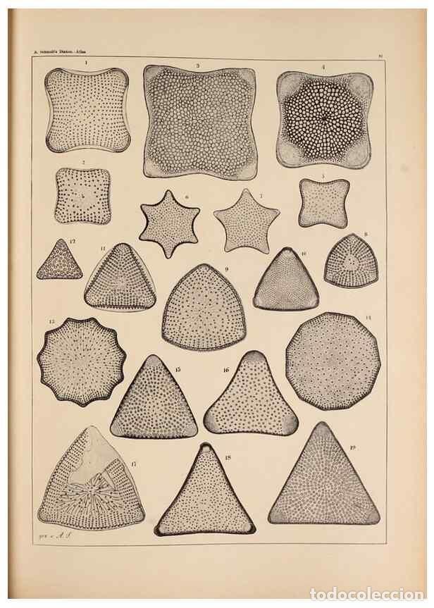 Collectionnisme de Revues et Journaux: Reproducci&oacute;n/Reproduction 49389668111: Atlas der Diatomaceen-Kunde /. Leipzig :O.R. Reisland,[1874-1