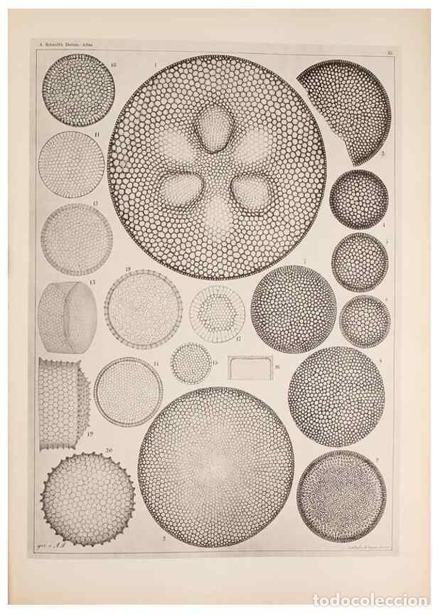Collectionnisme de Revues et Journaux: Reproducci&oacute;n/Reproduction 49389860372: Atlas der Diatomaceen-Kunde /. Leipzig :O.R. Reisland,[1874-1
