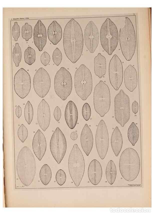 Collectionnisme de Revues et Journaux: Reproducci&oacute;n/Reproduction 49389873151: Atlas der Diatomaceen-Kunde /. Leipzig :O.R. Reisland,[1874-1