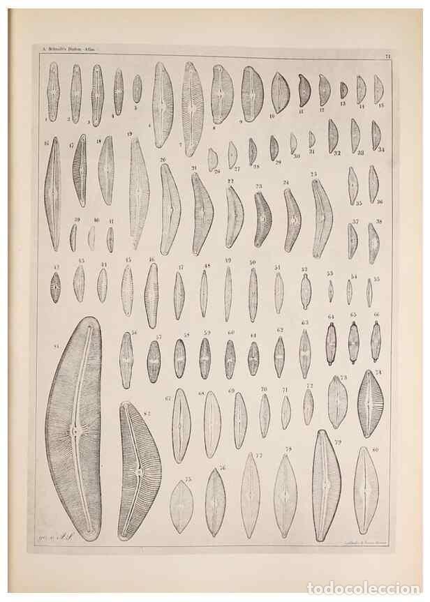 Collectionnisme de Revues et Journaux: Reproducci&oacute;n/Reproduction 49389193063: Atlas der Diatomaceen-Kunde /. Leipzig :O.R. Reisland,[1874-1