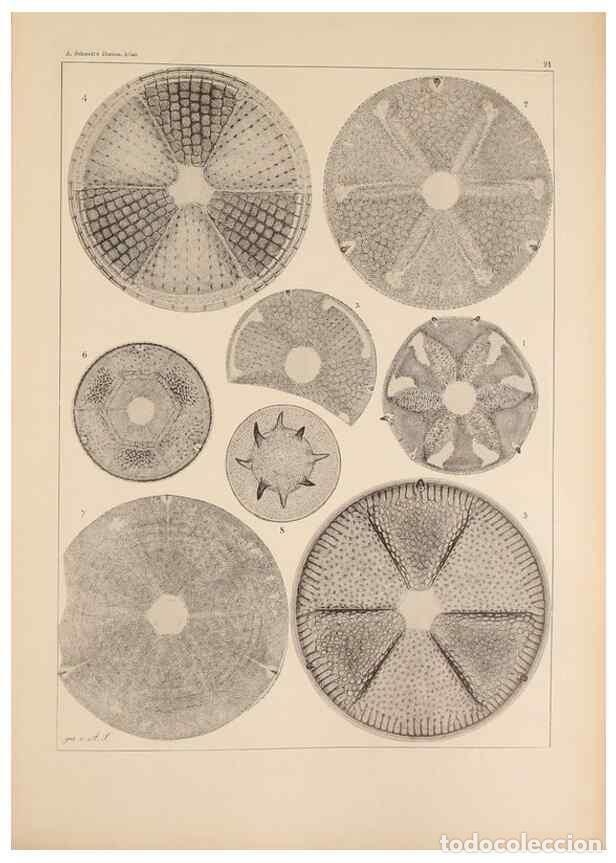 Collectionnisme de Revues et Journaux: Reproducci&oacute;n/Reproduction 49389671256: Atlas der Diatomaceen-Kunde /. Leipzig :O.R. Reisland,[1874-1