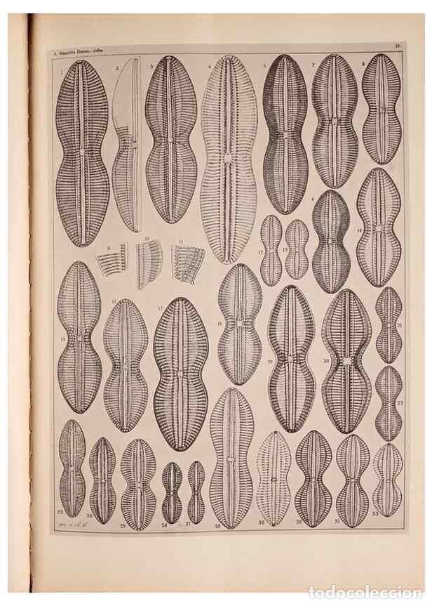 Collectionnisme de Revues et Journaux: Reproducci&oacute;n/Reproduction 49389401398: Atlas der Diatomaceen-Kunde /. Leipzig :O.R. Reisland,[1874-1