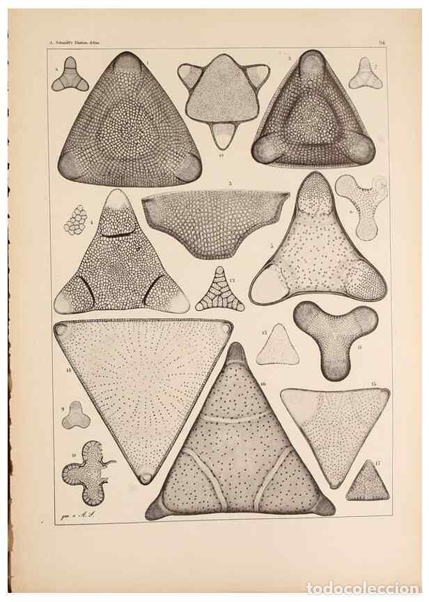 Collectionnisme de Revues et Journaux: Reproducci&oacute;n/Reproduction 49389200478: Atlas der Diatomaceen-Kunde /. Leipzig :O.R. Reisland,[1874-1