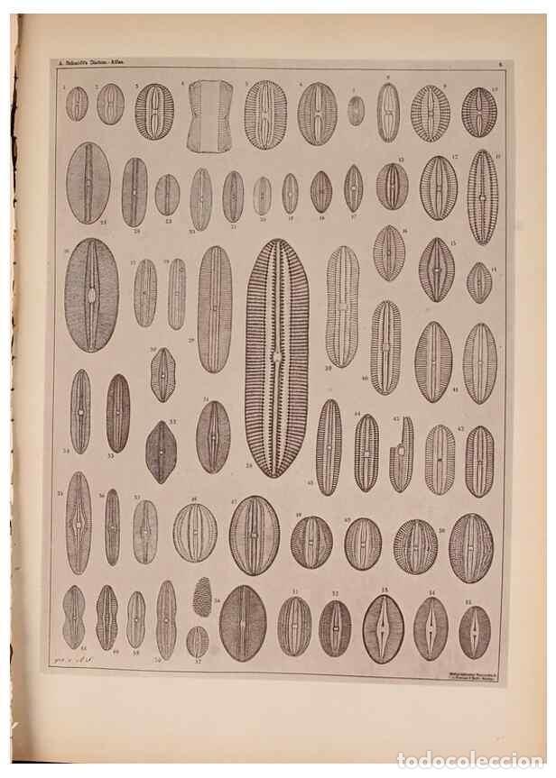 Collectionnisme de Revues et Journaux: Reproducci&oacute;n/Reproduction 49389873771: Atlas der Diatomaceen-Kunde /. Leipzig :O.R. Reisland,[1874-1