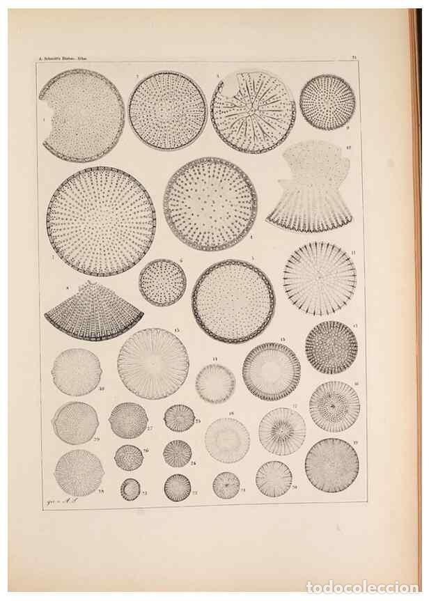 Collectionnisme de Revues et Journaux: Reproducci&oacute;n/Reproduction 49389194088: Atlas der Diatomaceen-Kunde /. Leipzig :O.R. Reisland,[1874-1