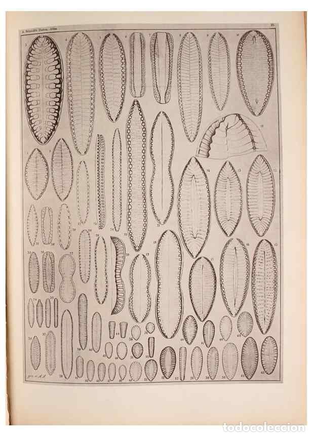 Collectionnisme de Revues et Journaux: Reproducci&oacute;n/Reproduction 49389406203: Atlas der Diatomaceen-Kunde /. Leipzig :O.R. Reisland,[1874-1
