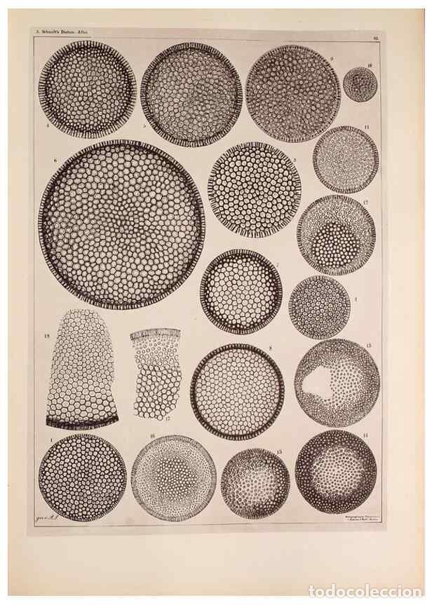 Collectionnisme de Revues et Journaux: Reproducci&oacute;n/Reproduction 49389190228: Atlas der Diatomaceen-Kunde /. Leipzig :O.R. Reisland,[1874-1