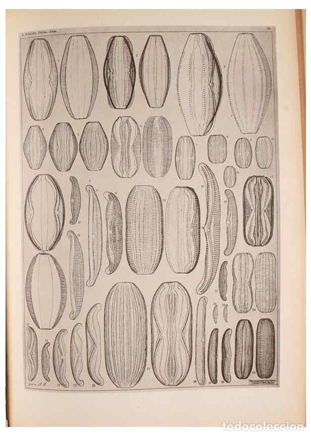 Collectionnisme de Revues et Journaux: Reproducci&oacute;n/Reproduction 49389881991: Atlas der Diatomaceen-Kunde /. Leipzig :O.R. Reisland,[1874-1