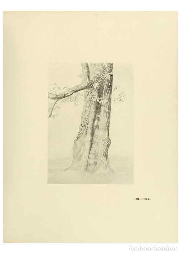 Collectionnisme de Revues et Journaux: Reproducci&oacute;n/Reproduction 49419880908: British trees /. London :Hutchinson,1907.. - Cole, Rex Vicat,