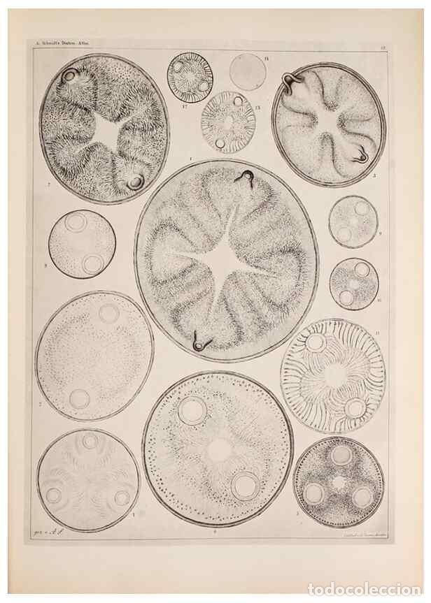 Collectionnisme de Revues et Journaux: Reproducci&oacute;n/Reproduction 49389191853: Atlas der Diatomaceen-Kunde /. Leipzig :O.R. Reisland,[1874-1