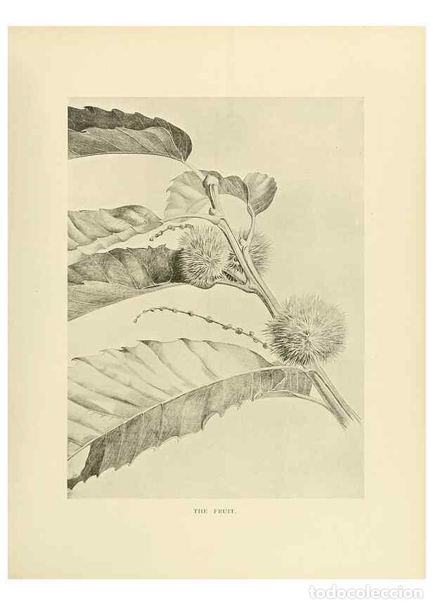 Collectionnisme de Revues et Journaux: Reproducci&oacute;n/Reproduction 49419882163: British trees /. London :Hutchinson,1907.. - Cole, Rex Vicat,