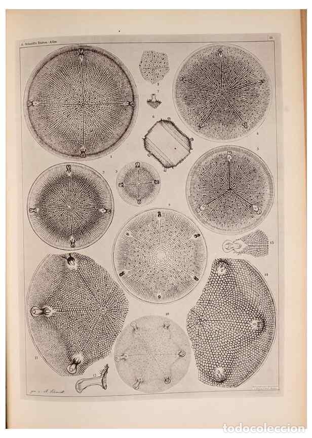 Collectionnisme de Revues et Journaux: Reproducci&oacute;n/Reproduction 49390080542: Atlas der Diatomaceen-Kunde /. Leipzig :O.R. Reisland,[1874-1