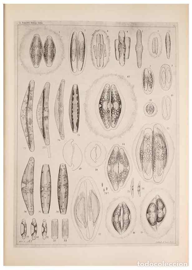 Collectionnisme de Revues et Journaux: Reproducci&oacute;n/Reproduction 49389665446: Atlas der Diatomaceen-Kunde /. Leipzig :O.R. Reisland,[1874-1