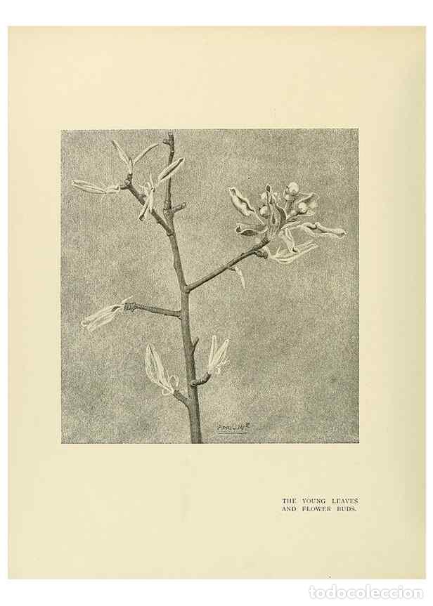 Collectionnisme de Revues et Journaux: Reproducci&oacute;n/Reproduction 49419883768: British trees /. London :Hutchinson,1907.. - Cole, Rex Vicat,