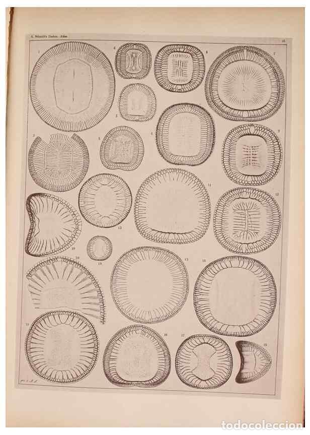 Collectionnisme de Revues et Journaux: Reproducci&oacute;n/Reproduction 49389403248: Atlas der Diatomaceen-Kunde /. Leipzig :O.R. Reisland,[1874-1
