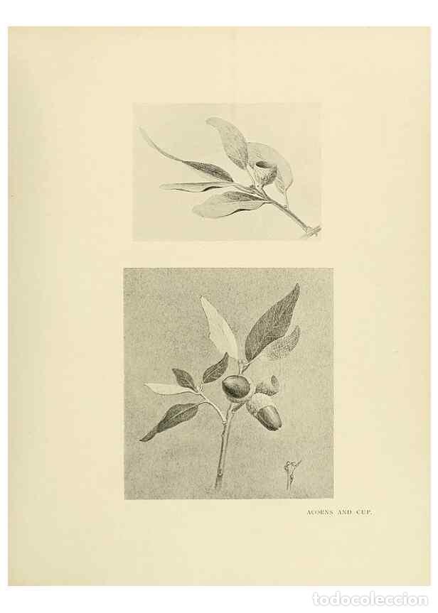 Collectionnisme de Revues et Journaux: Reproducci&oacute;n/Reproduction 49420566927: British trees /. London :Hutchinson,1907.. - Cole, Rex Vicat,