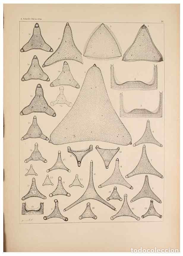 Collectionnisme de Revues et Journaux: Reproducci&oacute;n/Reproduction 49389201068: Atlas der Diatomaceen-Kunde /. Leipzig :O.R. Reisland,[1874-1