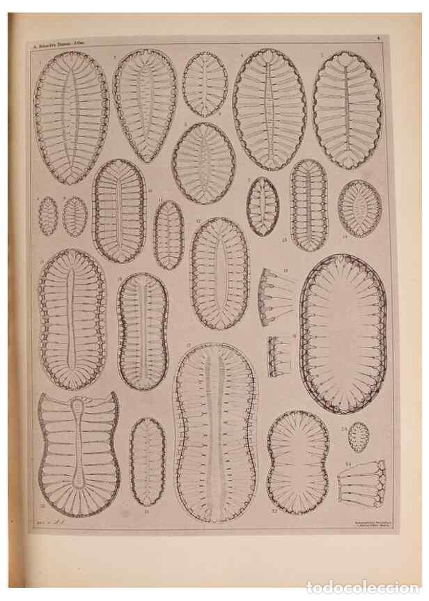 Collectionnisme de Revues et Journaux: Reproducci&oacute;n/Reproduction 49389872571: Atlas der Diatomaceen-Kunde /. Leipzig :O.R. Reisland,[1874-1