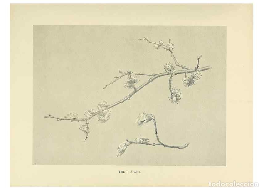 Collectionnisme de Revues et Journaux: Reproducci&oacute;n/Reproduction 49419875533: British trees /. London :Hutchinson,1907.. - Cole, Rex Vicat,