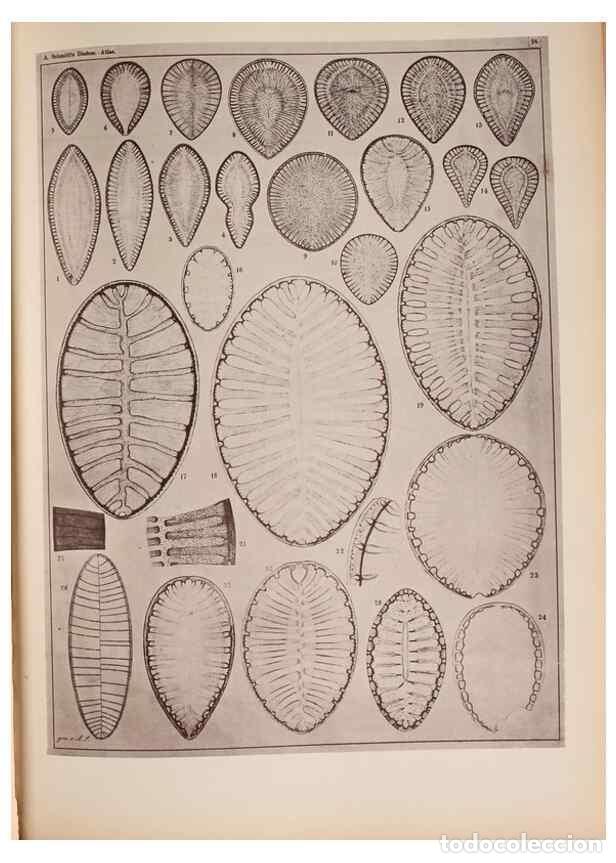 Collectionnisme de Revues et Journaux: Reproducci&oacute;n/Reproduction 49390076977: Atlas der Diatomaceen-Kunde /. Leipzig :O.R. Reisland,[1874-1