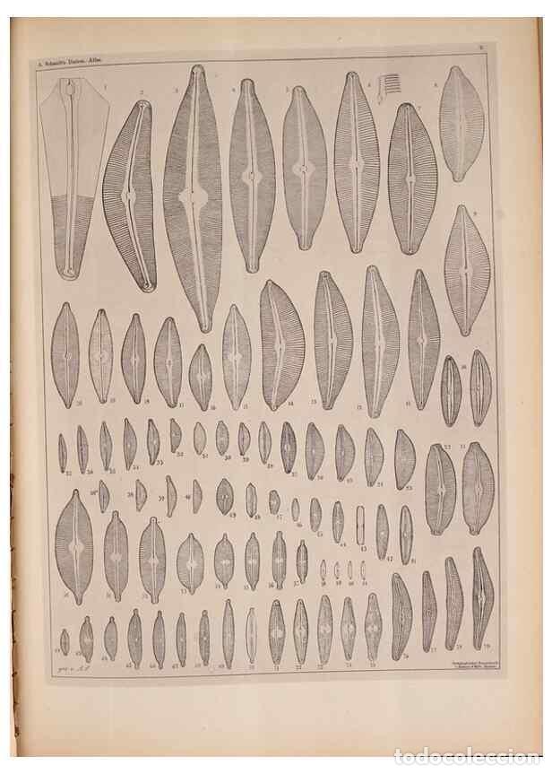 Collectionnisme de Revues et Journaux: Reproducci&oacute;n/Reproduction 49390070442: Atlas der Diatomaceen-Kunde /. Leipzig :O.R. Reisland,[1874-1