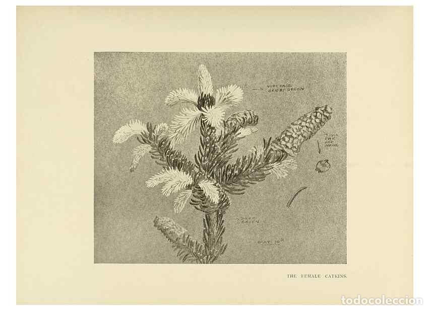 Collectionnisme de Revues et Journaux: Reproducci&oacute;n/Reproduction 49420352456: British trees /. London :Hutchinson,1907.. - Cole, Rex Vicat,