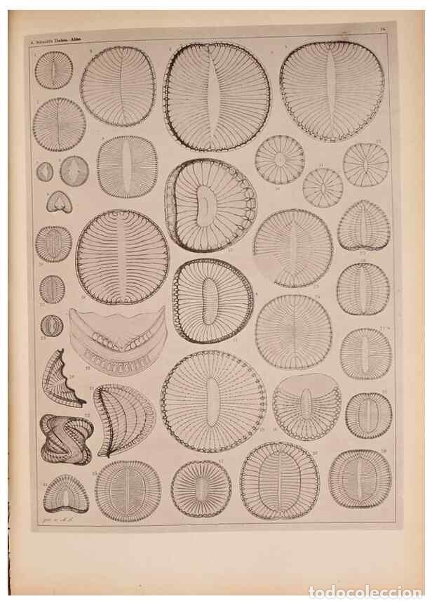Coleccionismo de Revistas y Peri&oacute;dicos: Reproducci&oacute;n/Reproduction 49390072312: Atlas der Diatomaceen-Kunde /. Leipzig :O.R. Reisland,[1874-1