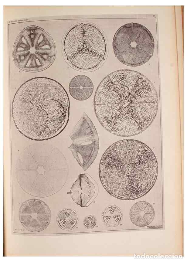 Coleccionismo de Revistas y Peri&oacute;dicos: Reproducci&oacute;n/Reproduction 49390079032: Atlas der Diatomaceen-Kunde /. Leipzig :O.R. Reisland,[1874-1