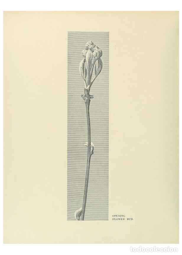 Coleccionismo de Revistas y Peri&oacute;dicos: Reproducci&oacute;n/Reproduction 49420345761: British trees /. London :Hutchinson,1907.. - Cole, Rex Vicat,