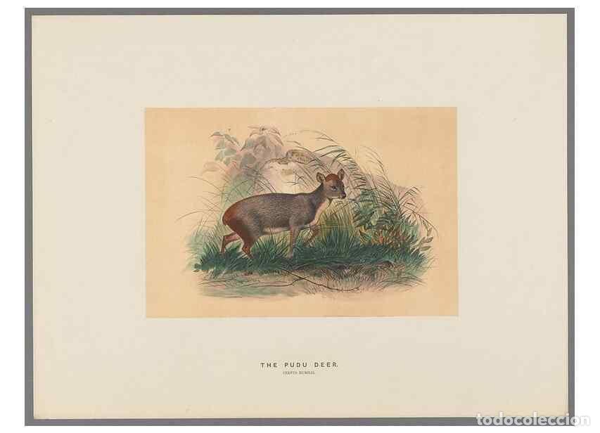 Coleccionismo de Revistas y Peri&oacute;dicos: Reproducci&oacute;n/Reproduction 49419122956: Zoological sketches /. London :Henry Graves,1861-1867.. - Wol