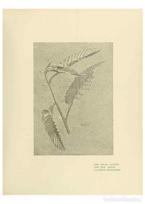 Coleccionismo de Revistas y Peri&oacute;dicos: Reproducci&oacute;n/Reproduction 49420349096: British trees /. London :Hutchinson,1907.. - Cole, Rex Vicat,