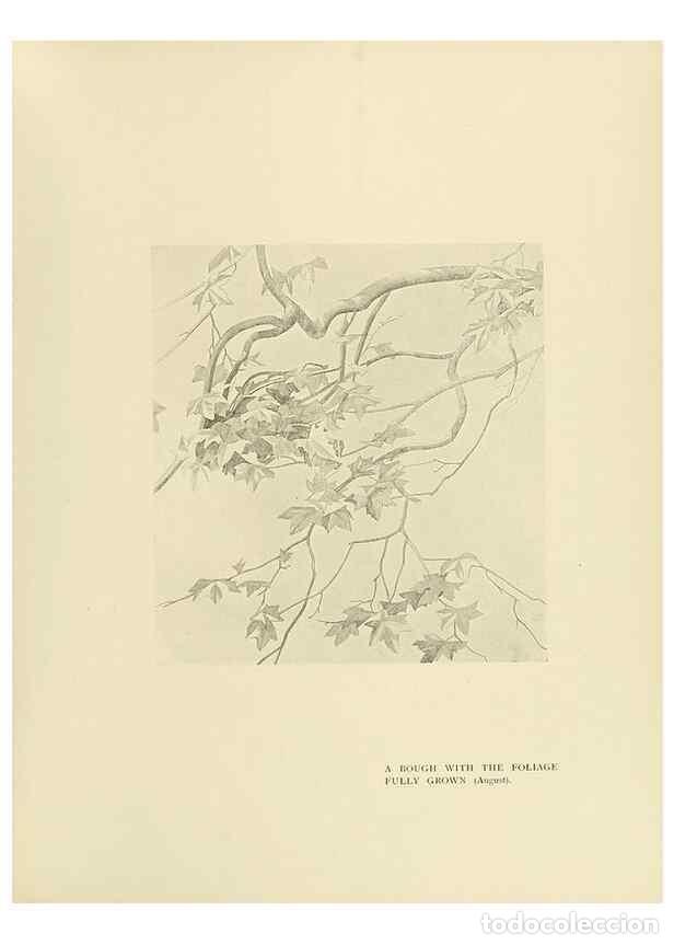Coleccionismo de Revistas y Peri&oacute;dicos: Reproducci&oacute;n/Reproduction 49420580022: British trees /. London :Hutchinson,1907.. - Cole, Rex Vicat,
