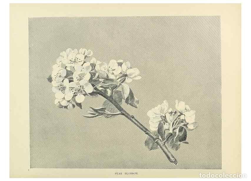 Coleccionismo de Revistas y Peri&oacute;dicos: Reproducci&oacute;n/Reproduction 49419883088: British trees /. London :Hutchinson,1907.. - Cole, Rex Vicat,